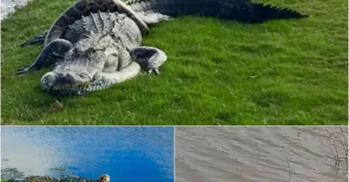 Terrifying Battle: Python and Alligator Tear Each Other Apart in Bloody Golf Course Duel