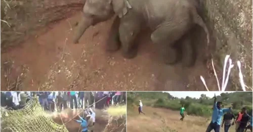 A Baby Elephant’s Nightmare – 9m Fall, No Escape… Until THIS Happened!