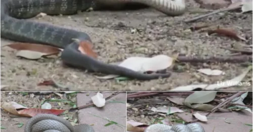 Terrifying Snake Fight Ends in Cannibalism – The Strongest Survives!
