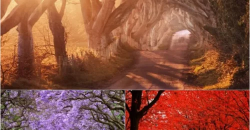 15 of the Most Wonderful Trees in The World