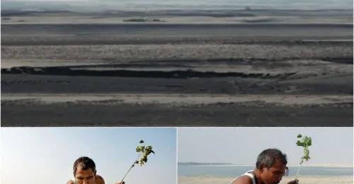 16-Year-Old Planted 1 Tree Daily on a Barren Island – 40 Years Later, the Transformation Will Shock You