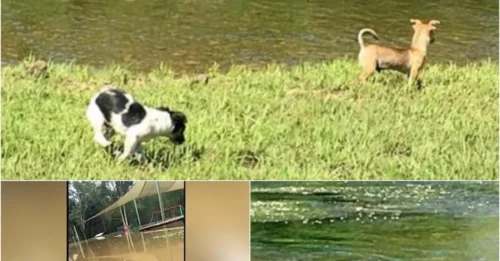 Sharks Now Targeting Dogs: Queensland Waterway Turns Into Hunting Ground