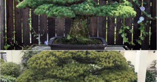 Hiroshima Exploded, But This 391-Year-Old Bonsai Didn’t Die – The Astonishing Story Behind Its Survival