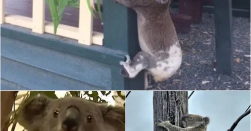 What is this unusual koala photo hiding? The closer you look, the creepier it gets…