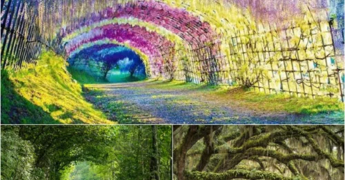 Walking Through These 15 Nature Tunnels Feels Like Stepping Into a Dream
