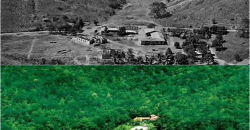 2 Million Trees in 20 Years: How One Couple Revived a Dead Forest – And Brought the Animals Back