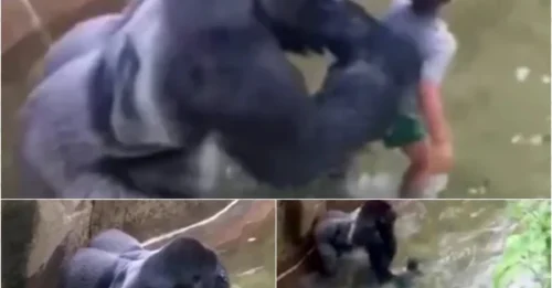 Heartbreak at the Zoo: Shocking Video Shows Gorilla & Boy’s Last Moment Together