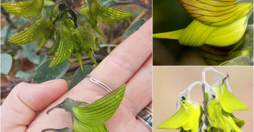 Evolution’s Greatest Trick: The Flower That ‘Fakes’ Being a Hummingbird to Survive!