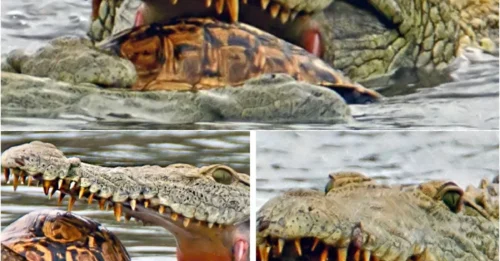 Horrifying Moment: Hungry Crocodile Swallows Giant Turtle Whole in Seconds!