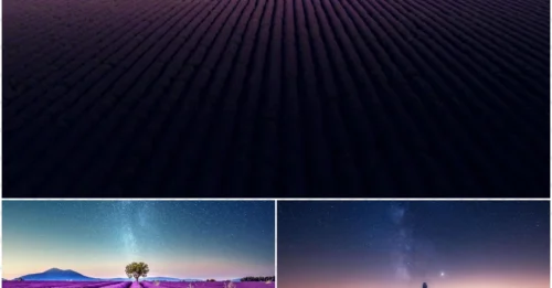 12 Lavender Photos That Will Make the Whole World Book a Trip to France Immediately!