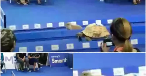 Real-World Challenge Proves: Speed Doesn’t Matter, the Tortoise Is the Ultimate Winner!
