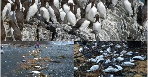 4 Million Lives Lost: The Horrifying Truth Behind the Deadly 'Warm Blob' Phenomenon!