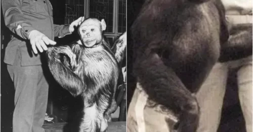 Humanzees Exist: The Shocking Truth Behind Human-Chimp Hybrid Experiments