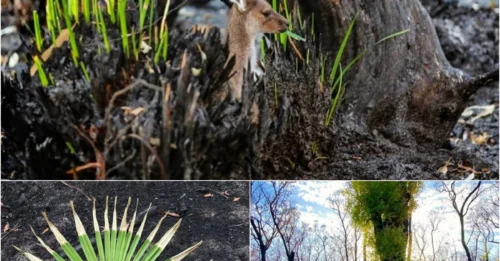 Nature Defies Destruction: 20 Astonishing Photos of Australia’s Fire-Scarred Land Healing!