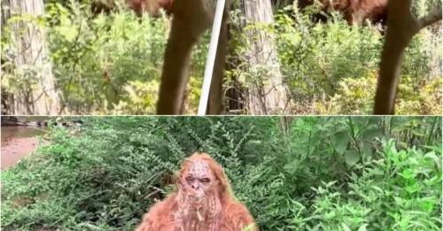 Undeniable Proof: This Is the Clearest Bigfoot Footage Ever Recorded!