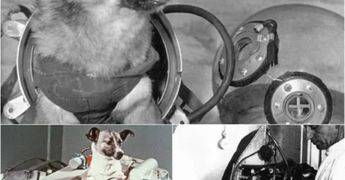 What Did the First Creatures in Space Really Endure? – 40 Astonishing Photos!