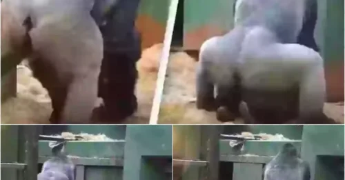 Parents Slam Zoo Over Inappropriate Gorilla Behavior in Front of Kids!
