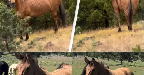 Mind-Blowing Secret: A Zorse’s Call Sounds Like a Hollywood Monster!