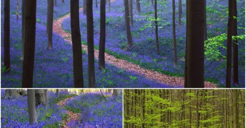 Nature’s Magic: A Belgian Forest Covered in Bluebells Will Leave You Breathless!