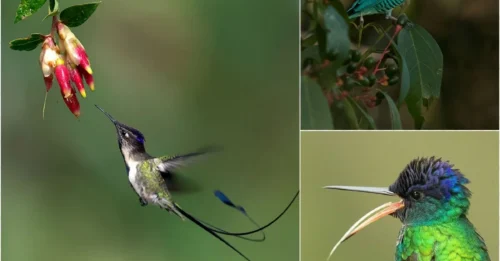 My Peru Trip Changed Me Forever – These 31 Birds Made Me Freeze in Awe!