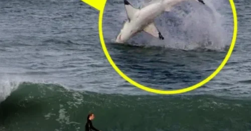 Great White Shark Explodes from Water Inches Behind Unaware Surfer – Heart-Stopping Moment Caught on Camera