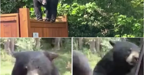 Black Bear Rips Open Family’s Car Door – Terrifying Moment Child Screams for Life