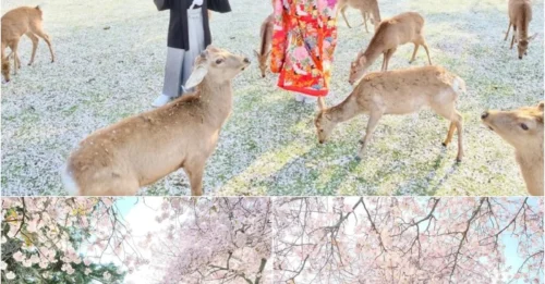 Japan’s Cherry Blossoms Hide a Dark Secret—Deer Are the New Rulers