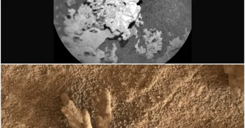 NASA finds coral-shaped rock on Mars that could be billions of years old