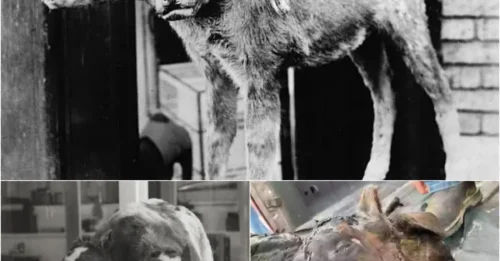 1 in 400 Million Horror: Farmers Stunned as Freak ‘Double-Faced’ Calf Arrives