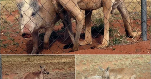 Owner Drops Bombshell: ‘My Pig and Kangaroo Have Been Dating for a Year’ – Proof Inside!