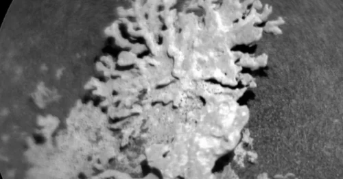 Mars' Ancient Secret: NASA Discovers Billion-Year-Old 'Coral' Fossils on Red Planet