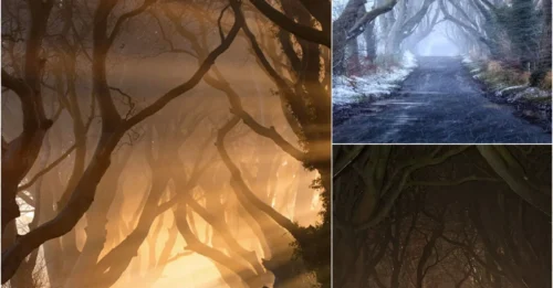 Fans Are Freaking Out – The Iconic ‘Game of Thrones’ Tree Tunnel is ACTUALLY in Northern Ireland!