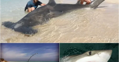 Horrifying: Daredevil fishermen SWIM with giant sharks after catching 10 of them!