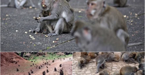 Horror Unleashed: Mountain Macaques Attack Village After Being Lured as Tourist Entertainment!