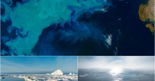 The Arctic Ecosystem Is Undergoing a Terrifying Transformation – And Humans Are to Blame