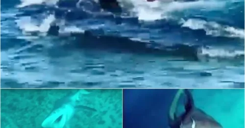 FISHERMAN’S NIGHTMARE! Shark Turns Tables in Grisly Attack—Sea Runs Red as Onlookers Scream!