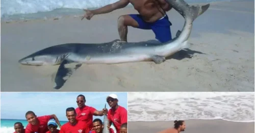 Lifeguards Caught Posing with Dying Shark as Tourists Drag It Ashore for Photos