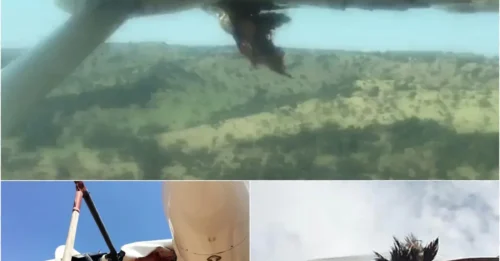 Horrifying Close Call: Enormous Vulture Collides with Passenger Plane—Pilot Makes Emergency Landing!