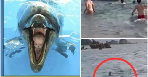 Life and Death in an Instant: A Man's Terrifying Ordeal with a Dolphin's 