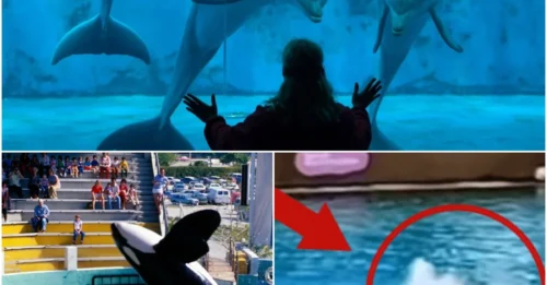 The Shocking Truth Behind the Miami Seaquarium Attack: Trainer Was Dragged into the Depths  - Captivity Turns Dolphins into Time Bombs