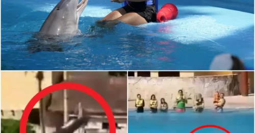 DOLPHIN TRAGEDY Horror moment dolphin leaps to its death at notorious resort where animals are kept in tiny tanks just yards from ocean