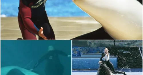 Tilikum’s Breaking Point: The Shocking Truth Behind the Killer Whale’s Rage