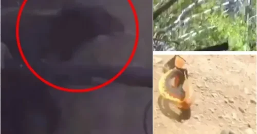 Wild Crash: Bear Suddenly Appears, Sending Cyclist Flying in Heart-Stopping Clip!