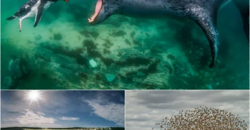 Winners of the World Nature Photography Awards – These Breathtaking Photos Will Leave You Speechless!