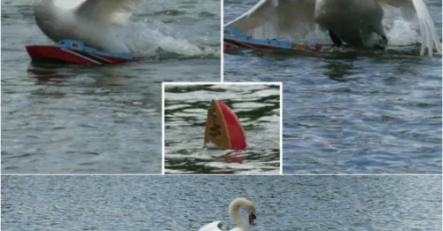 Rampage of Terror: Psycho Swan Wrecks 8 Model Boats Worth £120k – Tranquil Lake Turned Into War Zone!