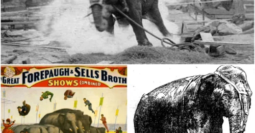 Topsy's Tragic End: The Shocking Public Execution of an Innocent Elephant