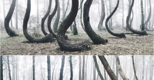 Poland’s ‘Alien’ Forest: The Unsolved Secret Behind 400 Warped Trees!