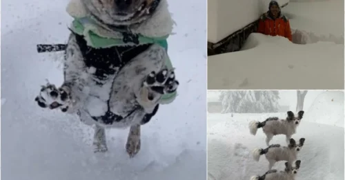 Buffalo Buried Under 6 Feet of Snow: 30 Jaw-Dropping Photos Show Nature’s Terrifying Power!