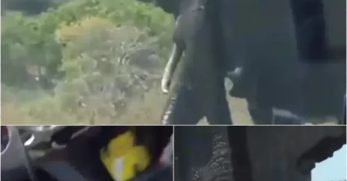 Horrifying Moment: Raging Elephant Crushes Tourist’s Car After He Honked!