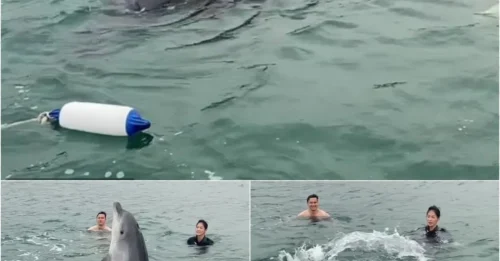 Unbelievable Moment: Playful Dolphin Swims with Humans, Begging for Cuddles Like a Pet!